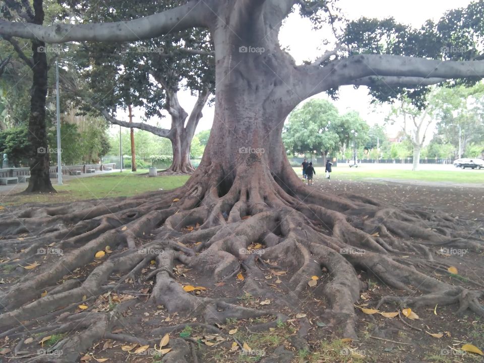 amazing root system of what looks like some VERY OLD trees