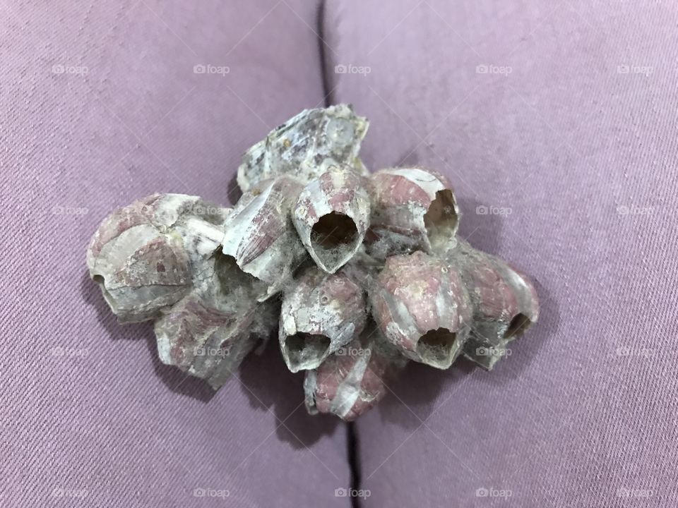 Pink sea shell 1