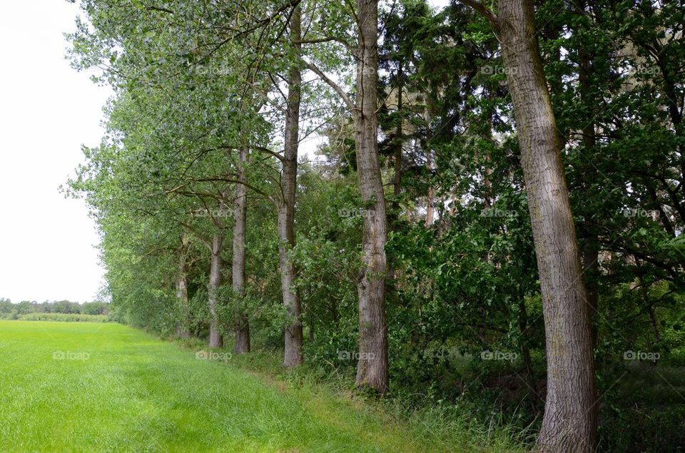 Forest at Postel, Belgium.
