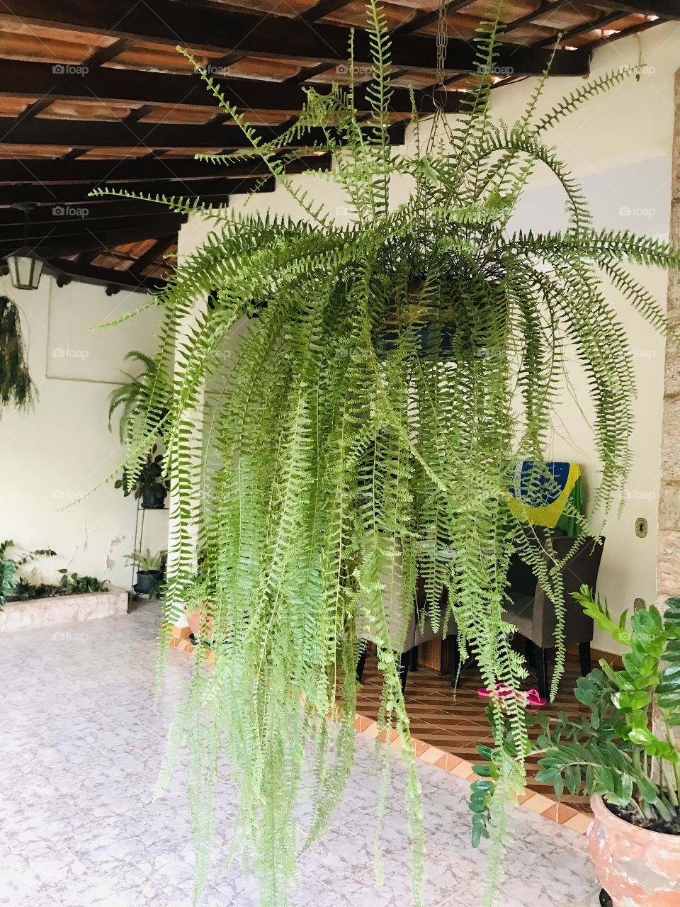 weeping fern