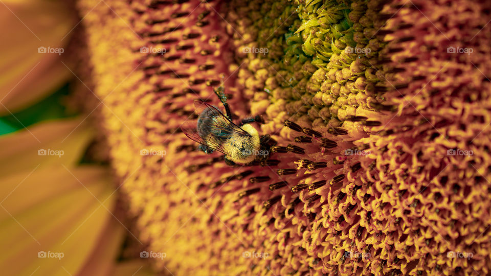 Bee on a sunflower