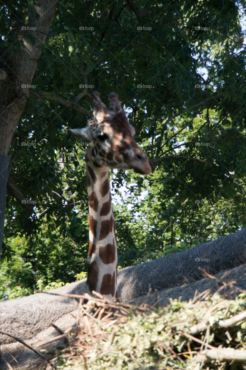 Giraffe 