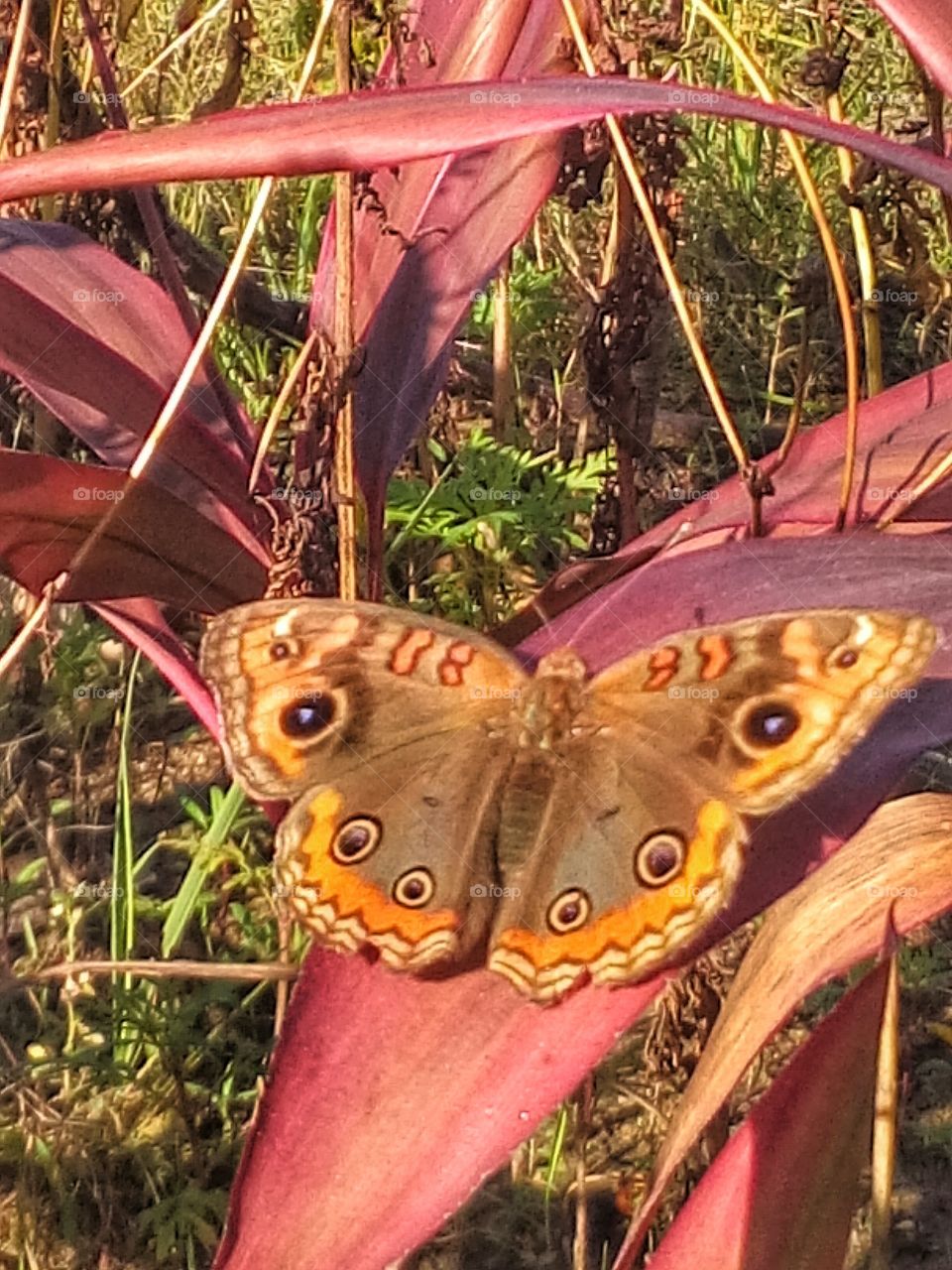 Pit stop. A butterfly in the autumn morning