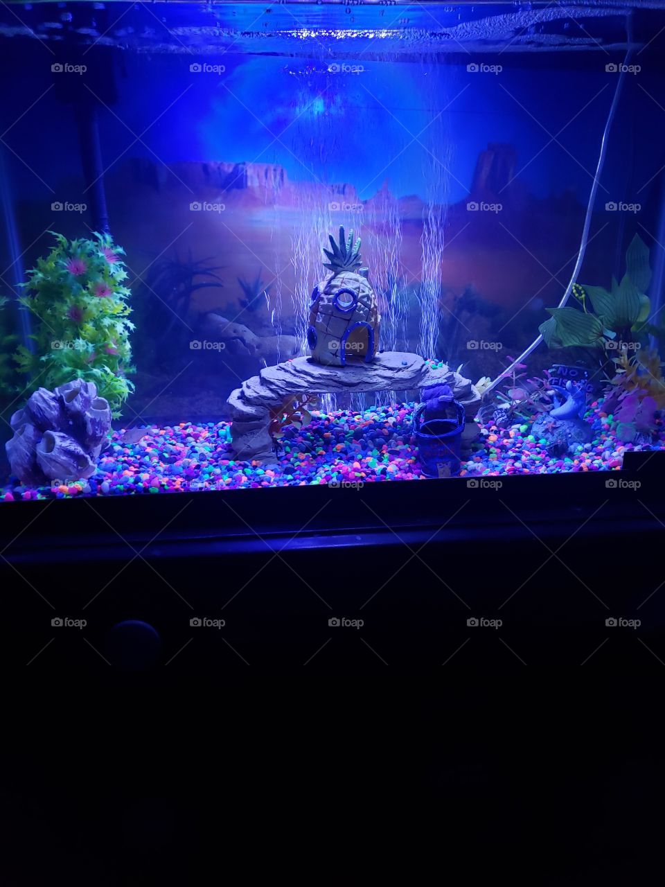 My Spongebob themed fish tank