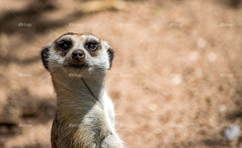 meerkat