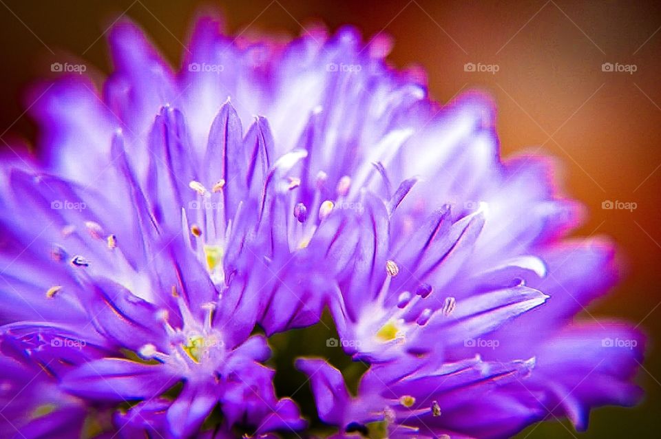 Macro shot of a tiny purple flower
