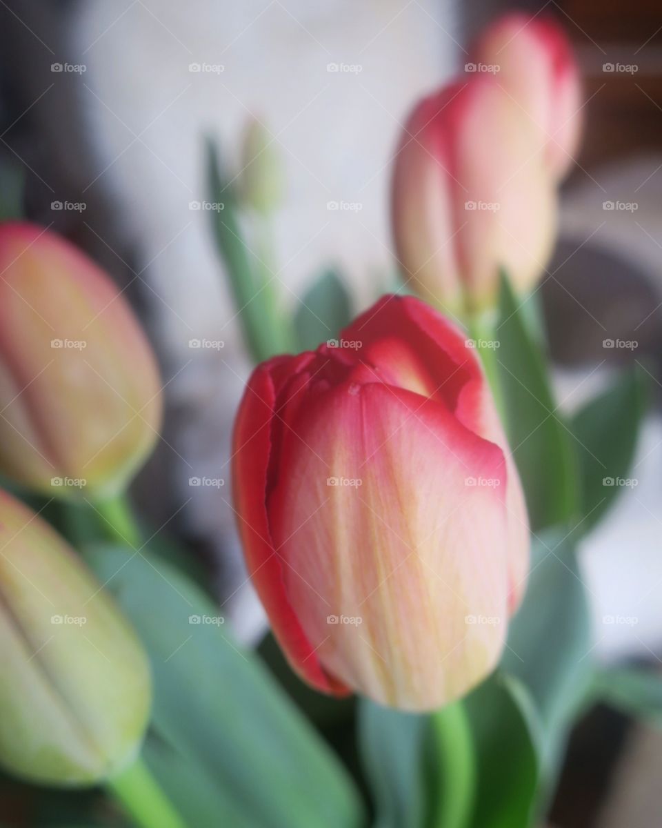 tulip