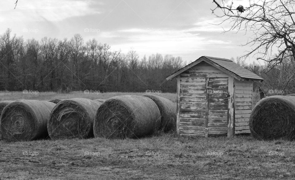 agriculture