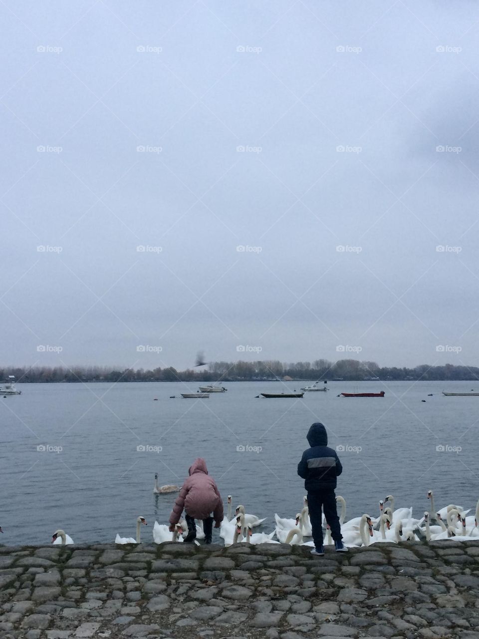 A couple of kids are feeding swans during winter months on Danube river in Belgrade, Serbia. 
