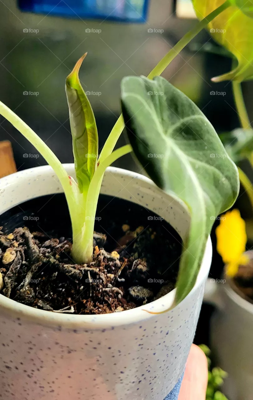 baby Alocasia leaf