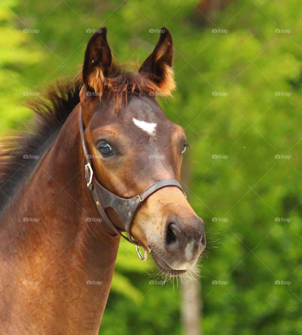 Kovarro. 3 month old foal