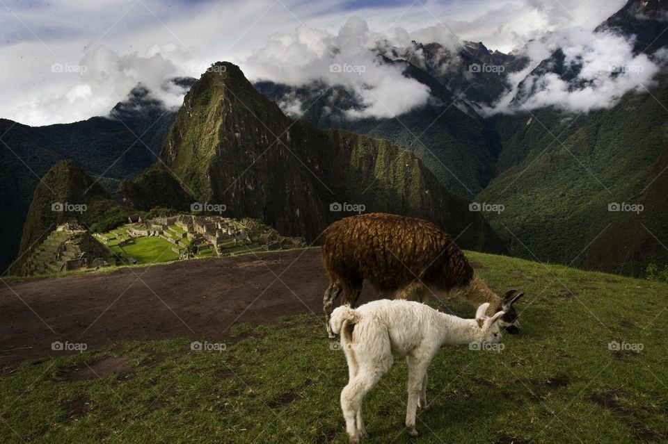 Cuzco Peruvian sheep