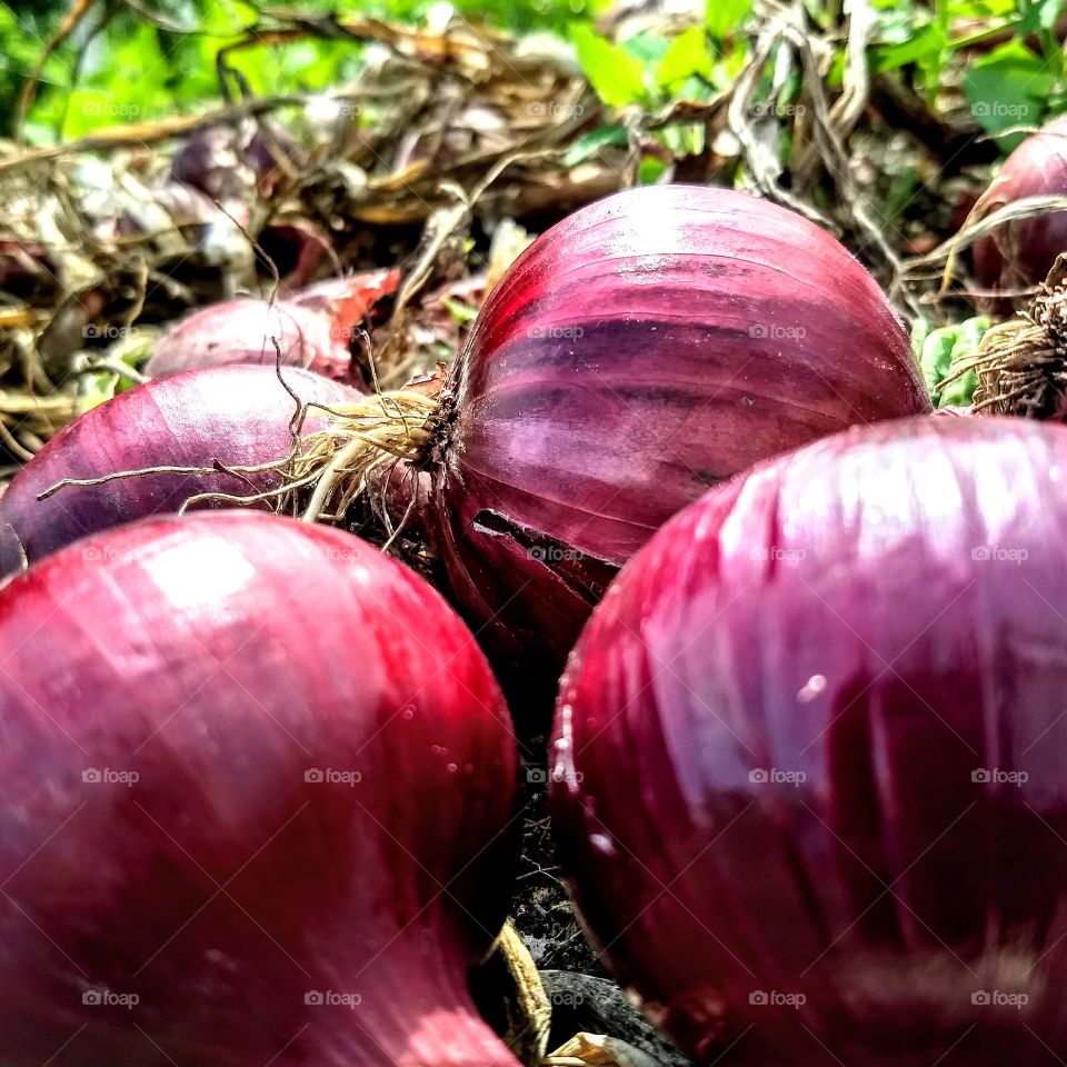 Vibrant onions 