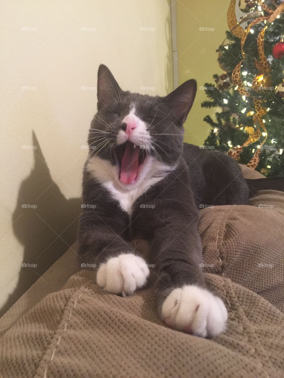 Yawning cat 