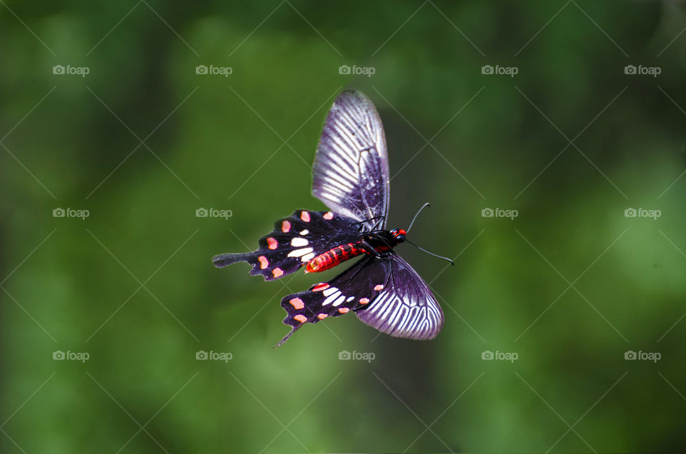 butterfly fly away