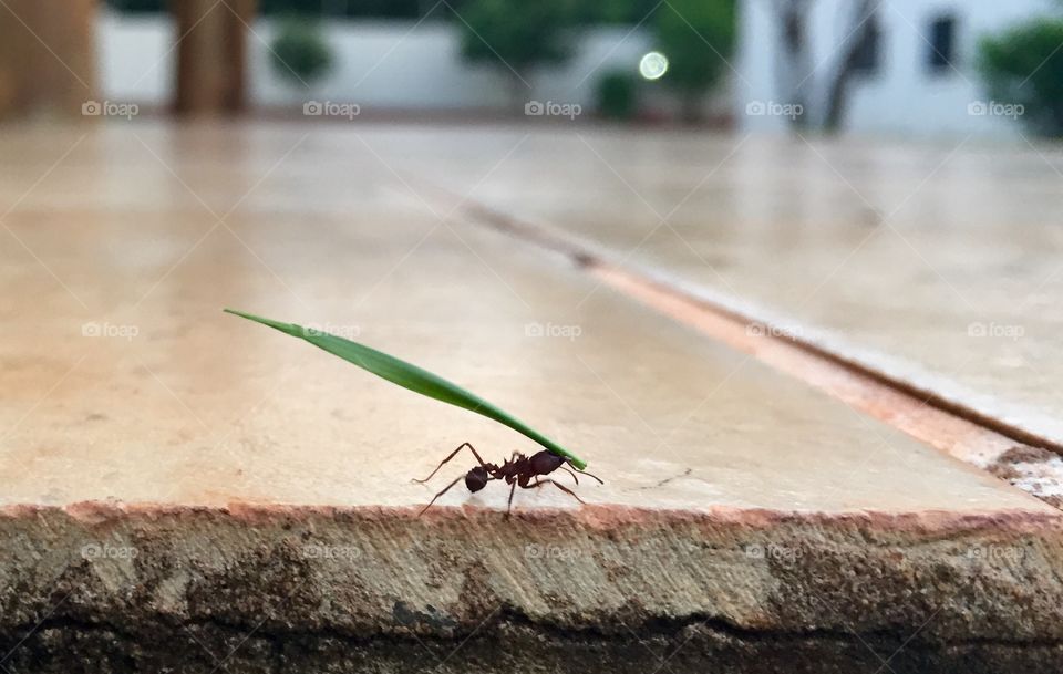 Formiga carregando folha