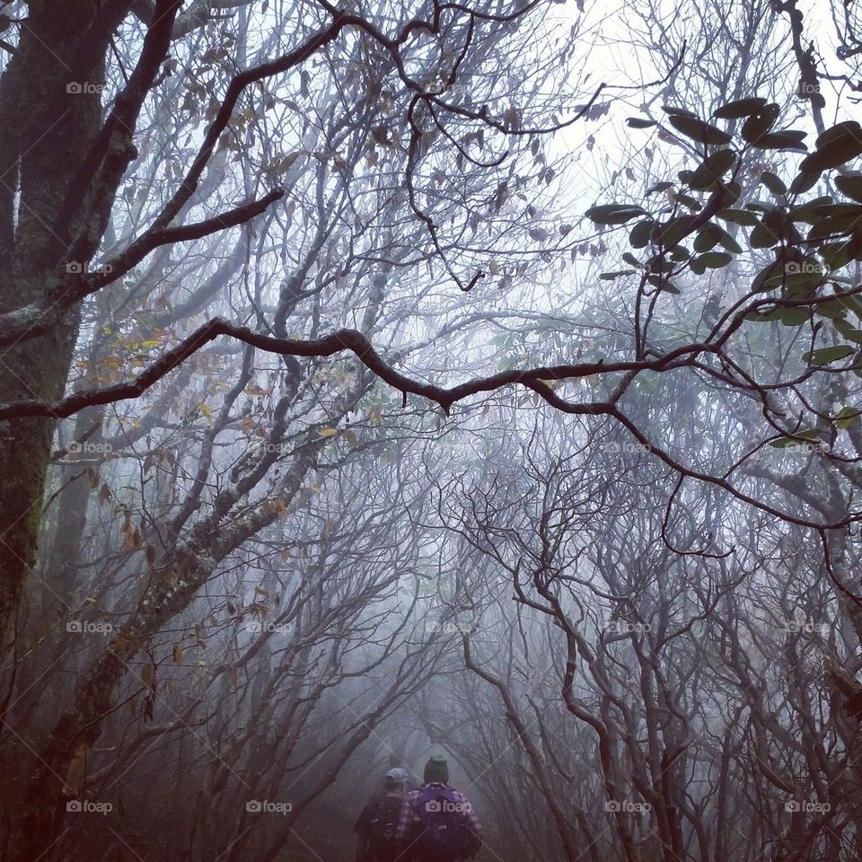 foggy trail 