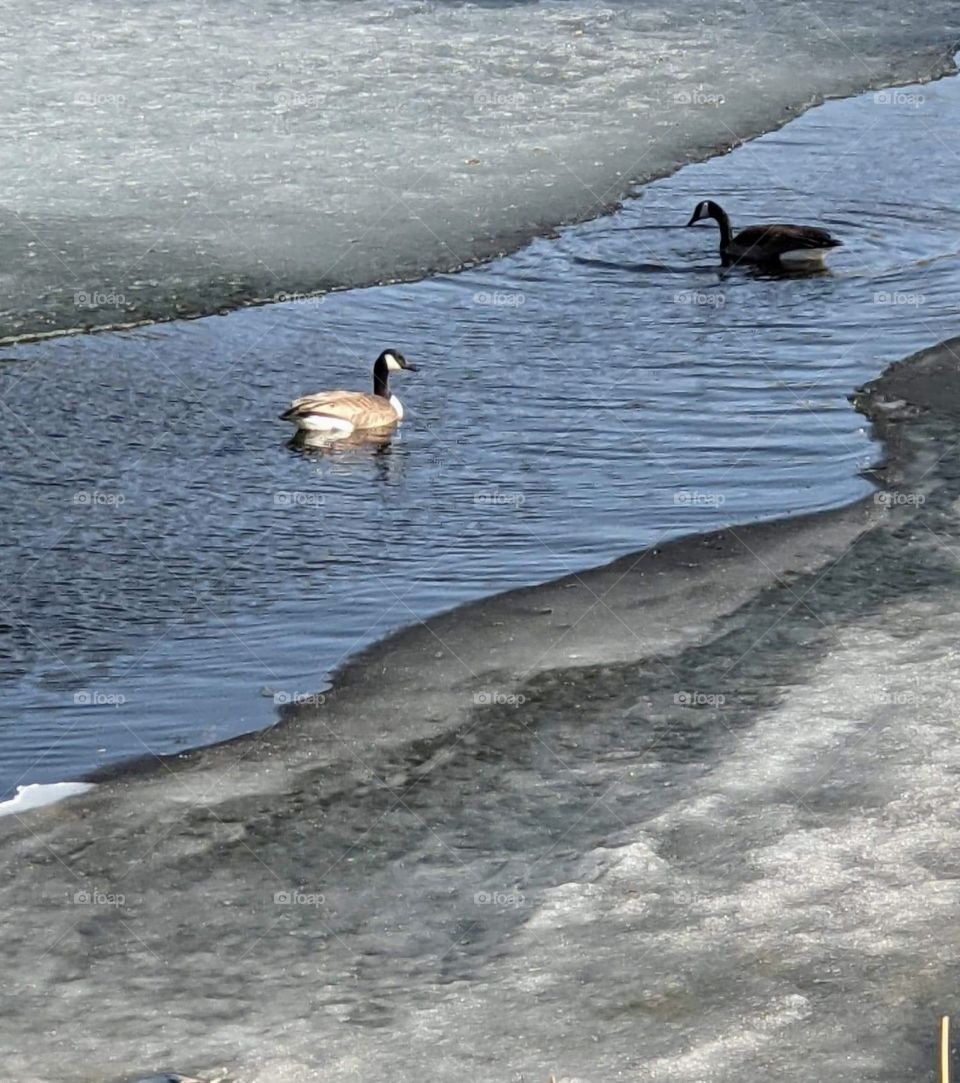 Canada geese on the pond in spring