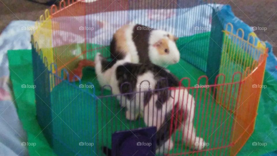 kitten and piggie playing in the pen