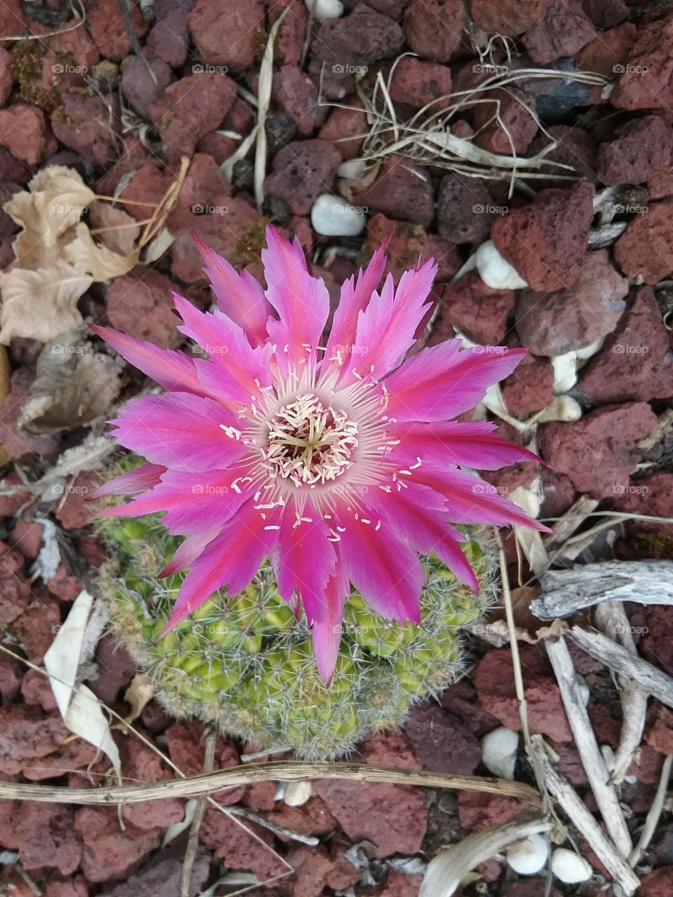 echinopsis oxygona cactus, just like pink feathers!