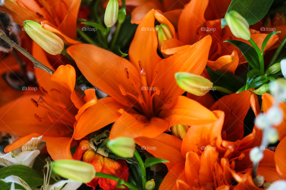 Orange lily. 