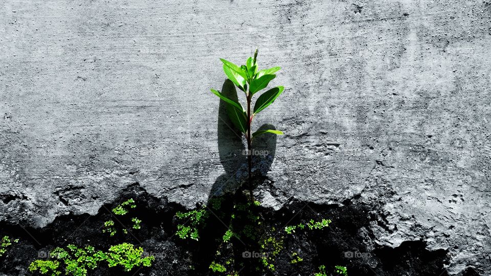 tree growing on the wall