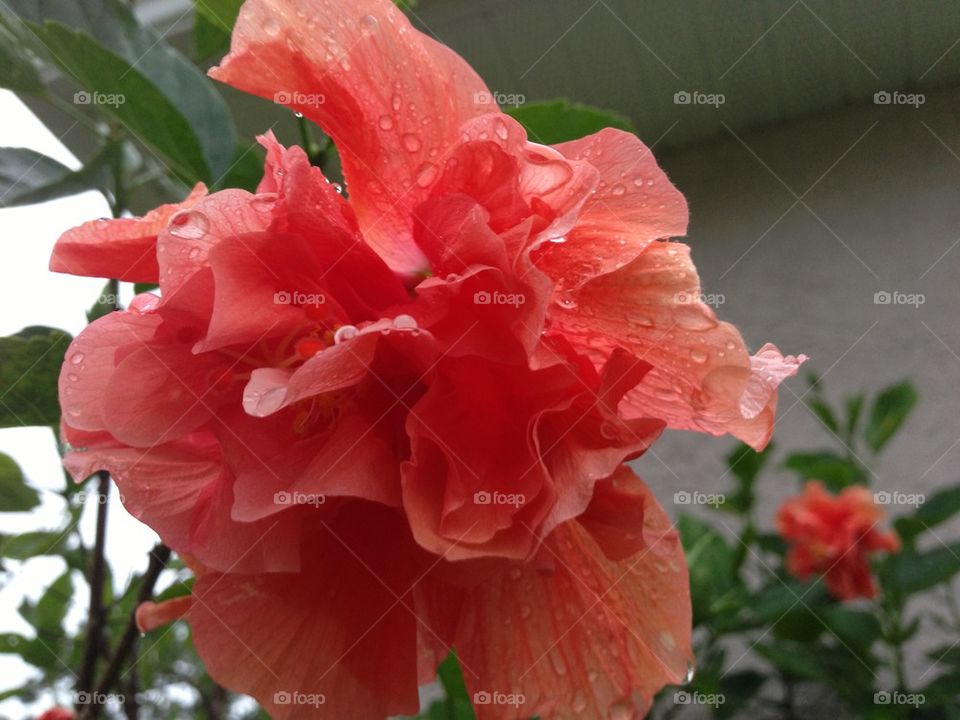 Hibiscus