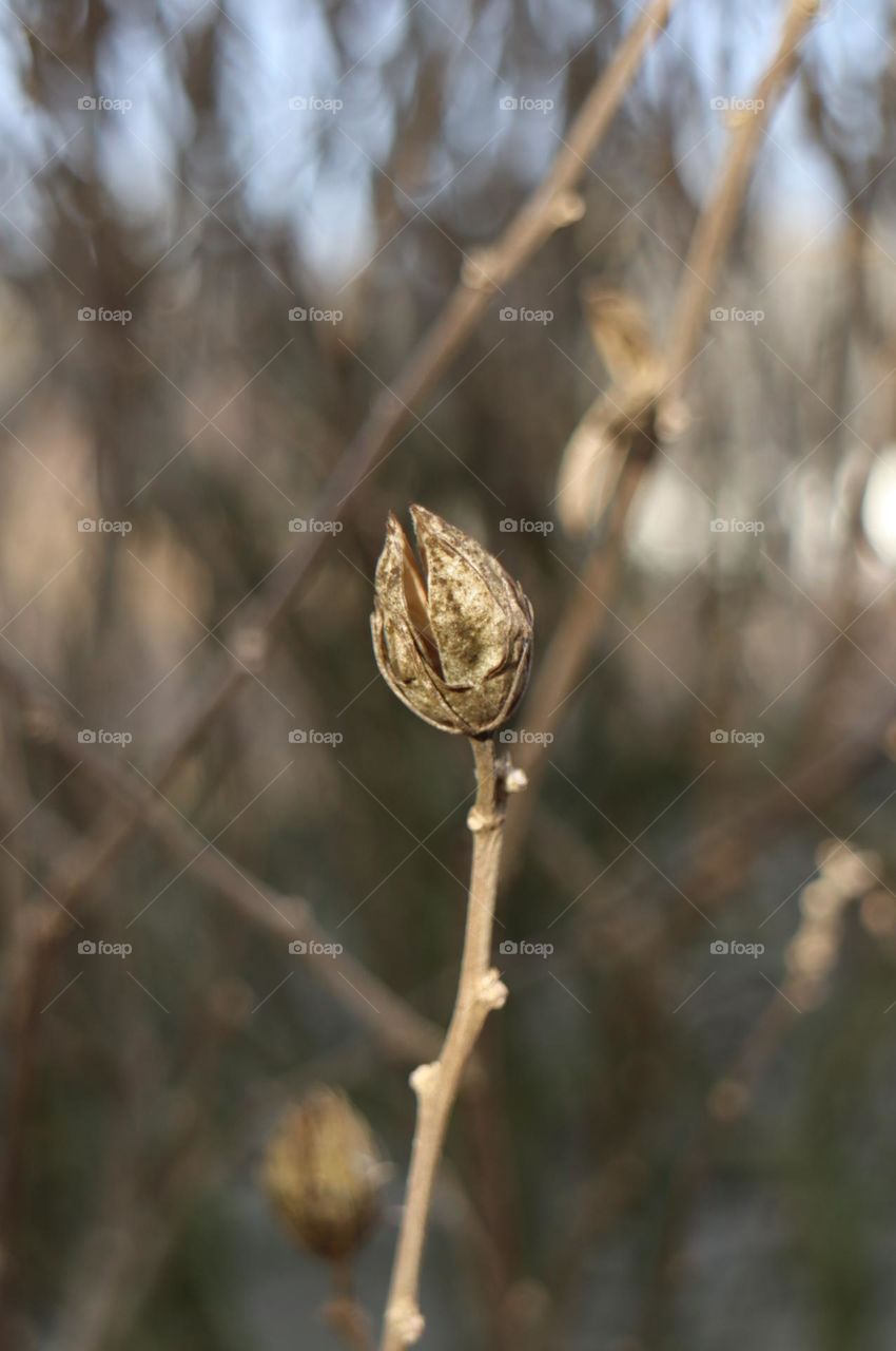 Wild plant close up