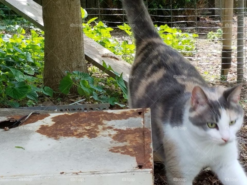 kitty roaming the yard