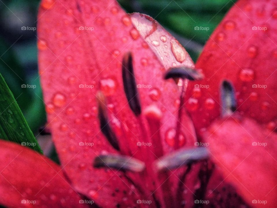 Raindrops on a lily