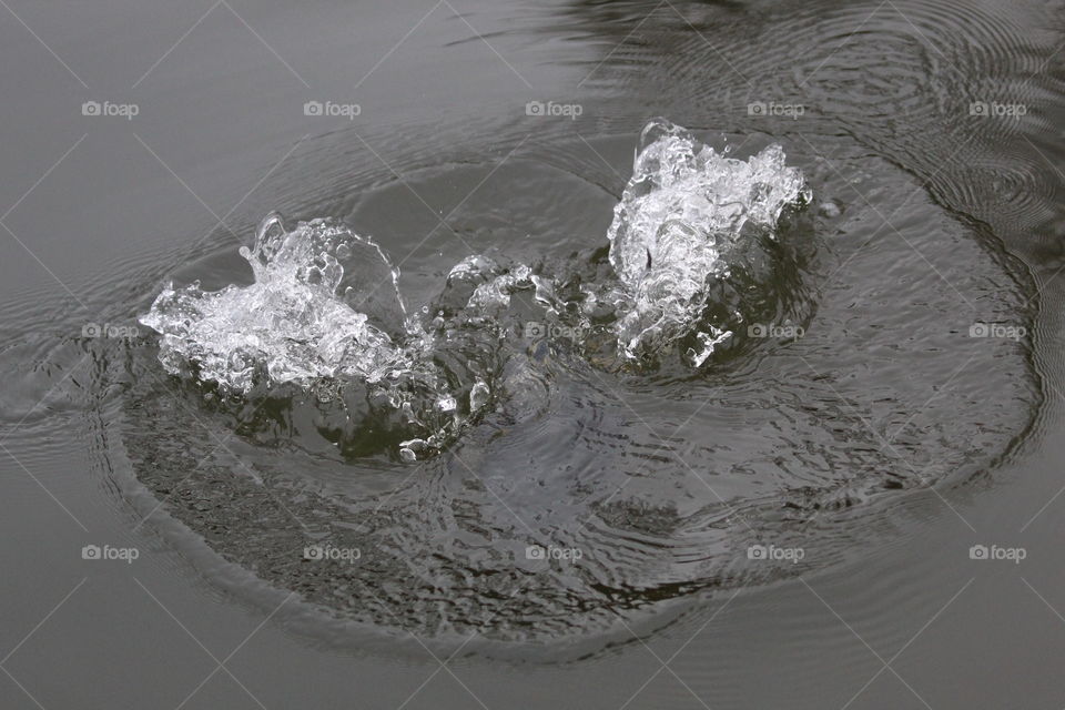 Coot under water splashing