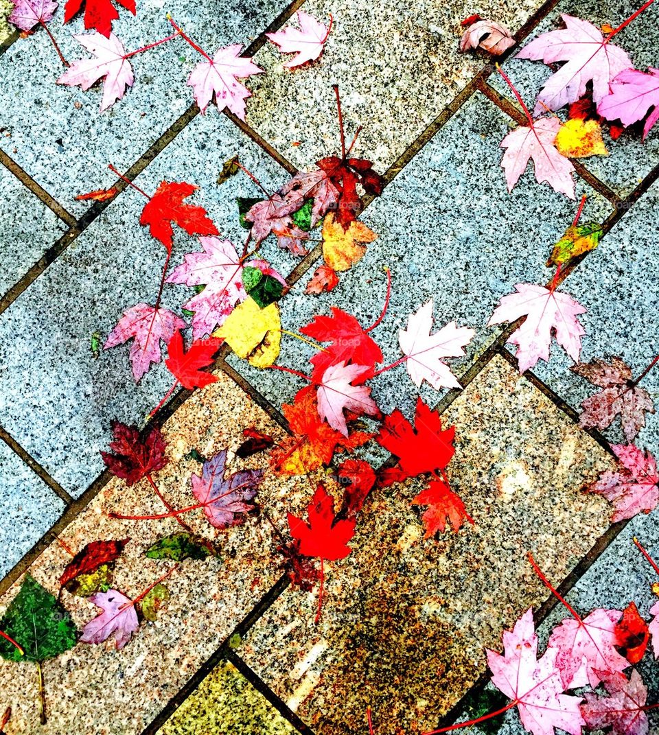Autumn pavement leaves 