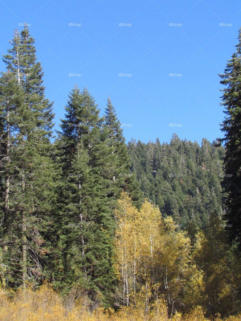 Autumn Piney Aspens 