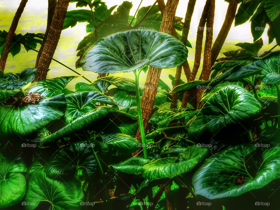 Beautiful green plants