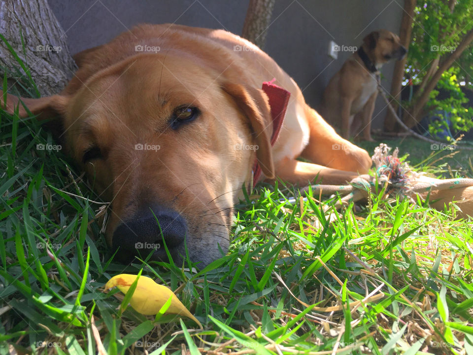 Grass, Cute, Dog, Nature, Summer