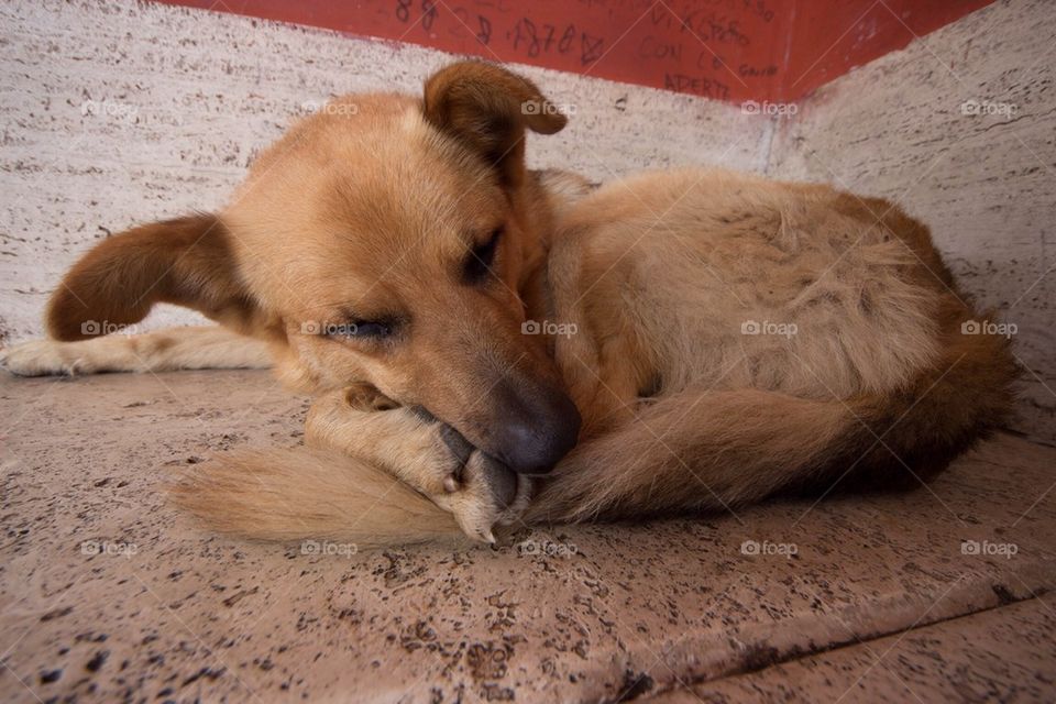 Sleeping homeless dog 