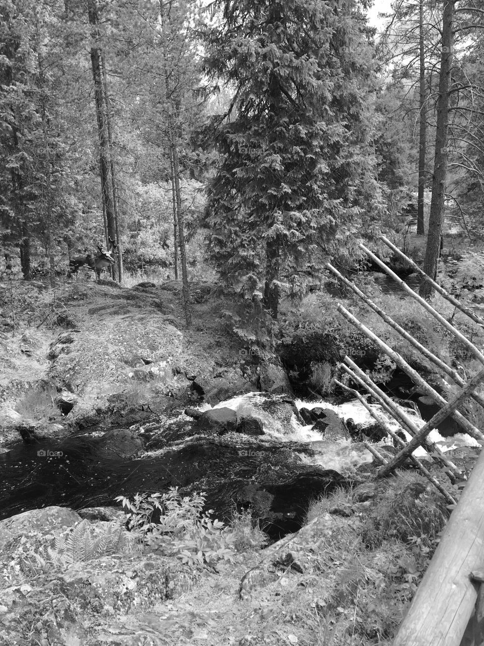 Mountain rivers of Karelia, dense forest