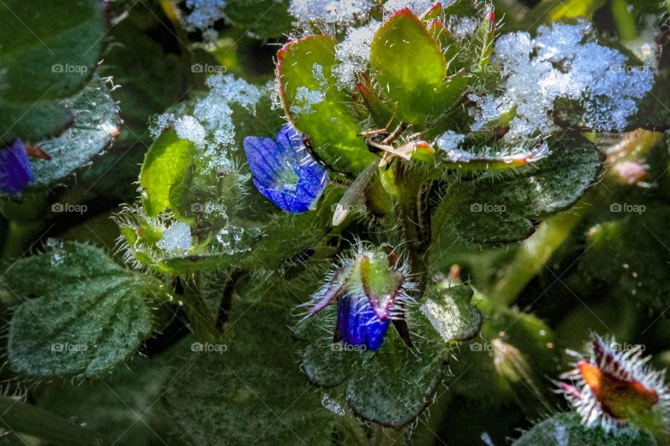 The Wild violets under the morning snow - A spring is coming