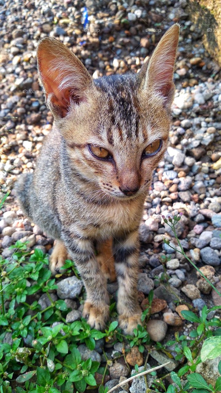 cute cat sitting between small stones