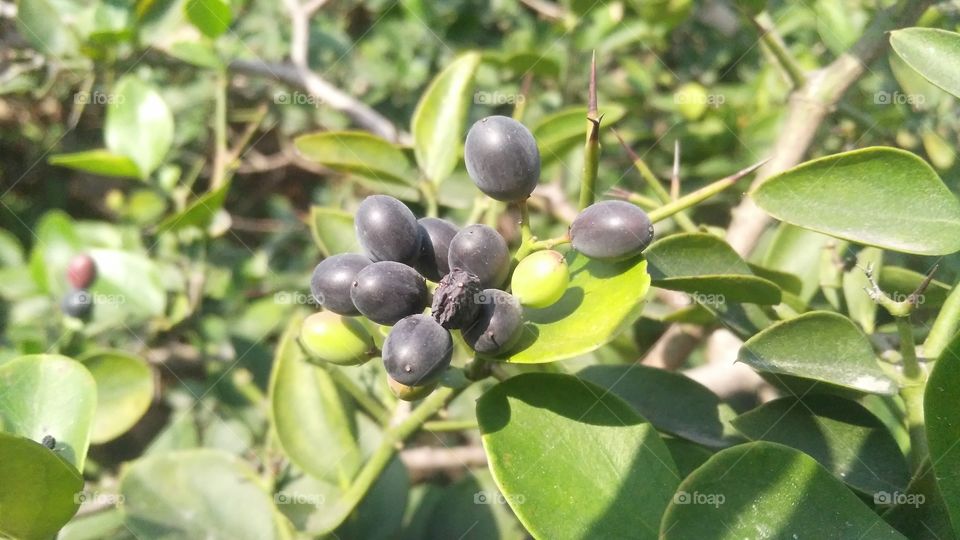 A beautiful scene of delicious fruits in the forest.