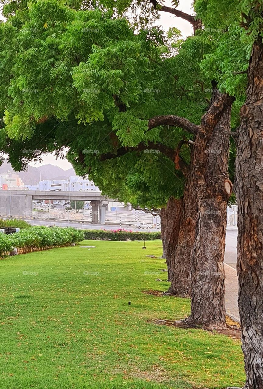 Array of Trees