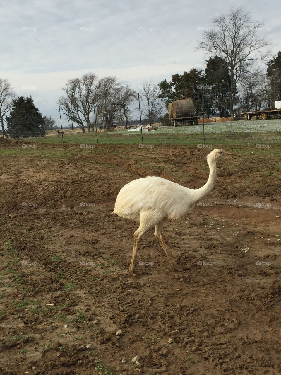 Ostrich 