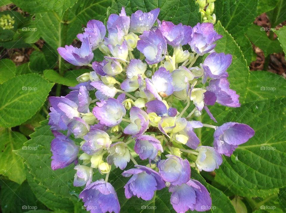 Beautiful hydrangea.