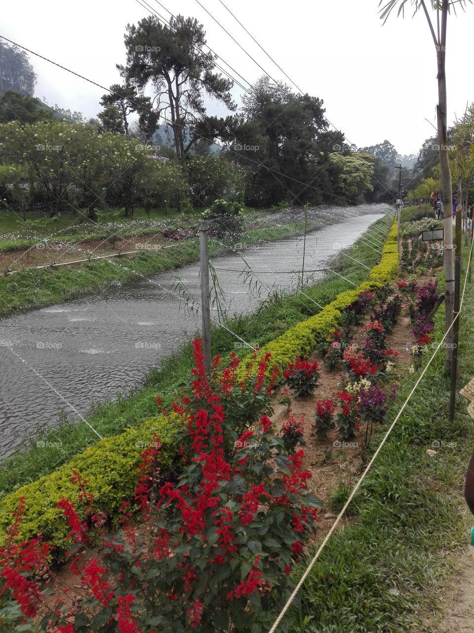 flowers show in Kerala India,chill climate,so nice place