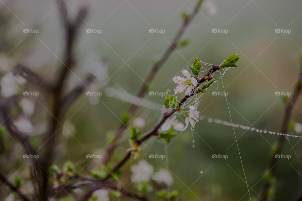 Most kolejowy na rzece Odra, Poland, Stany