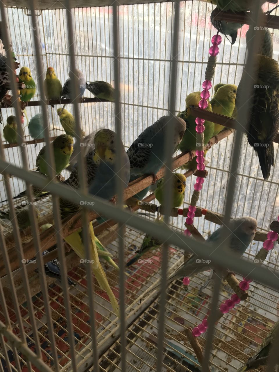 Aussie birds in Brazil