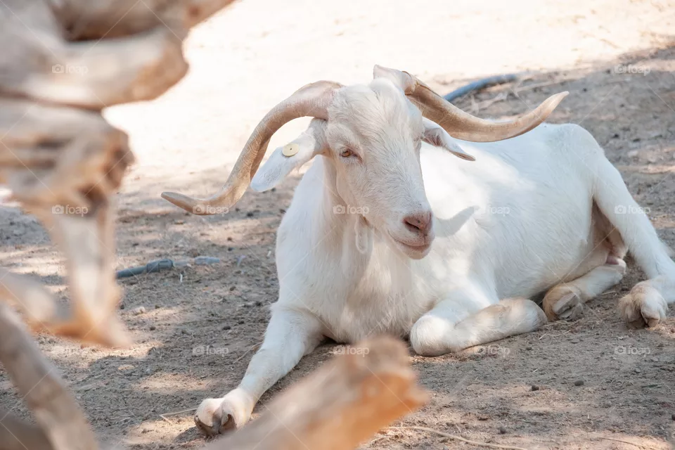 Goat