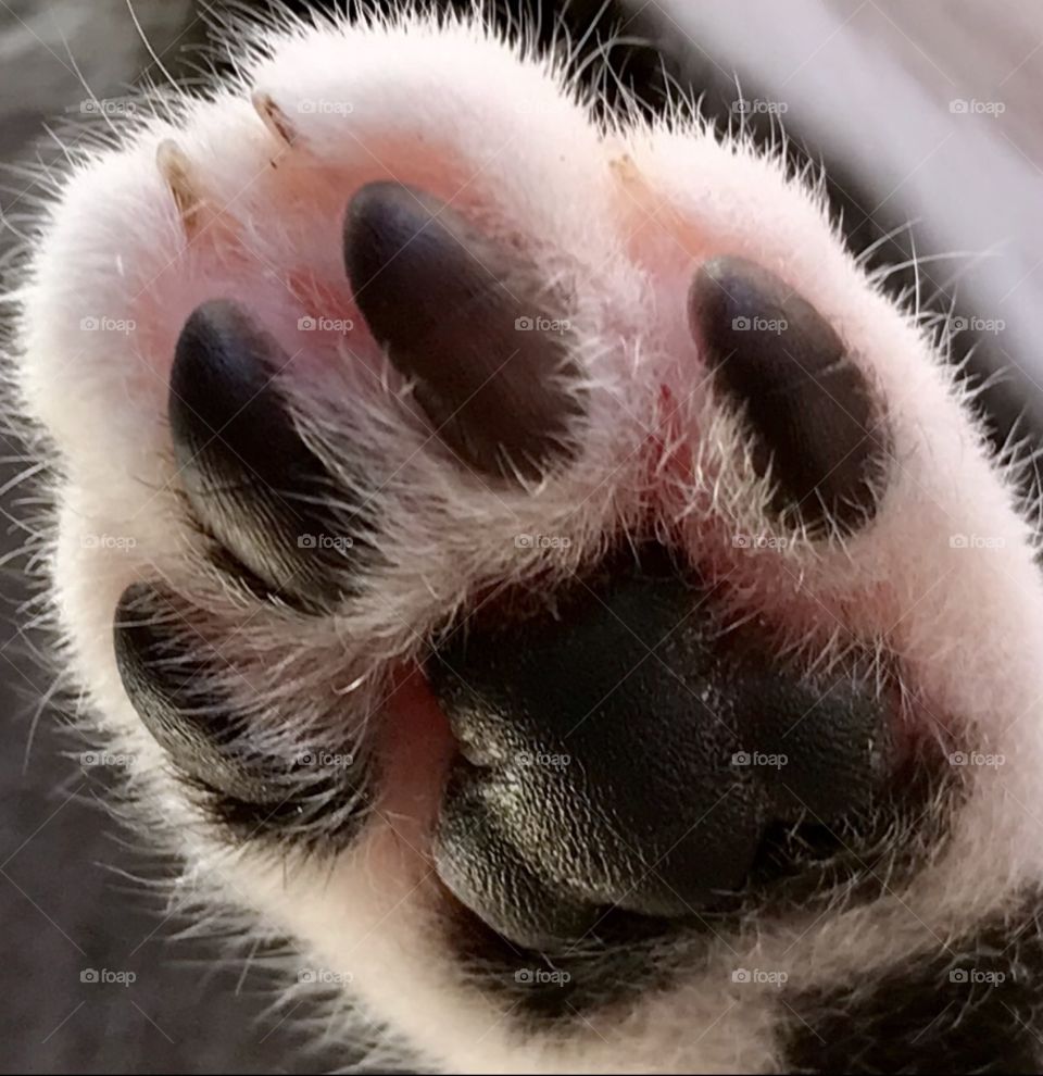 Kitten paw close up