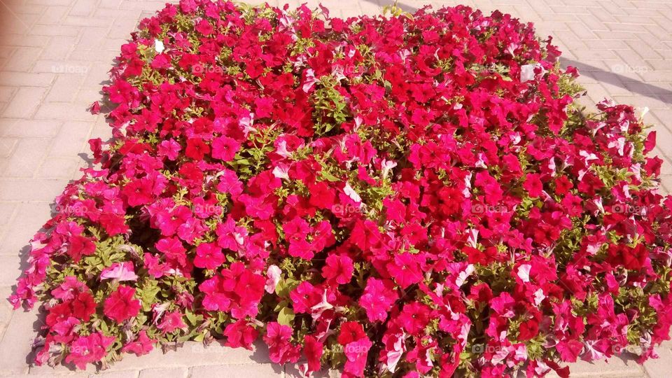 Red flowers in Sharjah United Arab Emirates