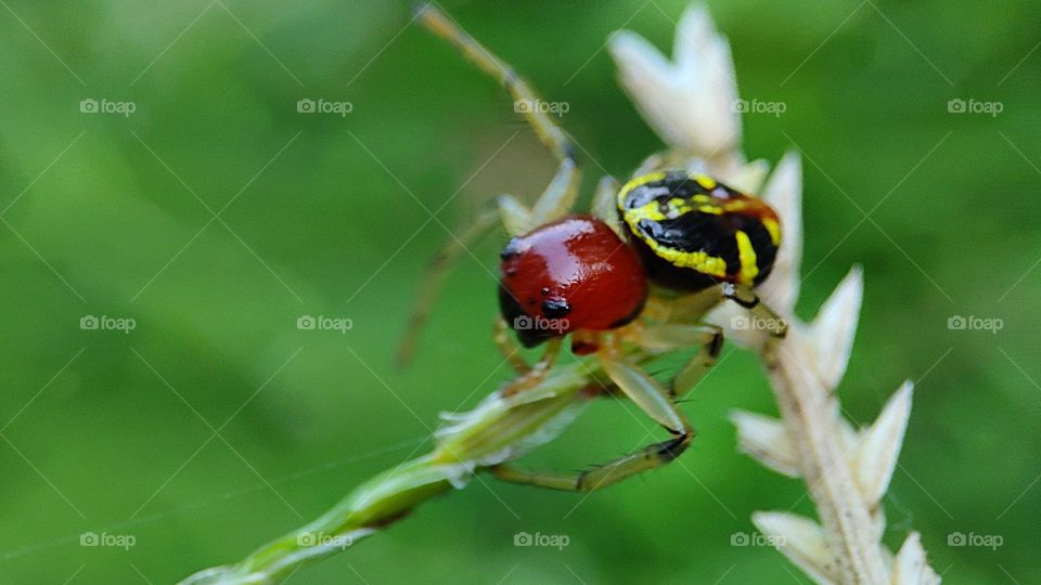 Angry spider